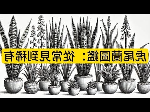 虎尾蘭 缺水